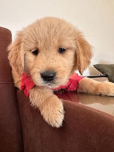 erkek: Labrador-retriver, 1 ay, Erkek — 3