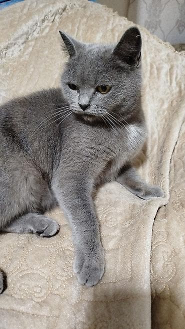 pisiyler: Britan — 2