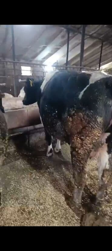 Digər kənd təsərrüfatı heyvanları: Salam aleykum super 2 dene iney diler cüt 6400 diyilir razılaşmaq olar — 4