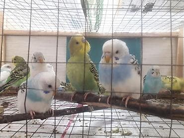 top az itler: Quşlar 10azn fikri ciddi olanlar əlaqə saxlasın — 7