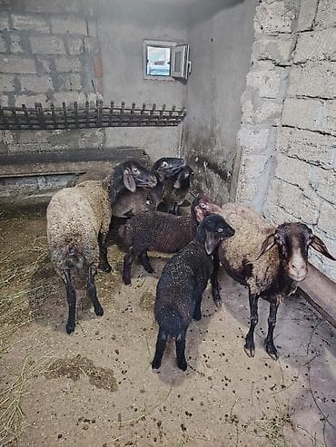 balalı qoyun: Dişi, Qala, il: 1, 55 kq, Damazlıq, Ünvandan götürmə — 6