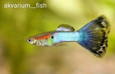 Akvarium baliglarinin satiwi 🦈 Danio baligi olcu 2 sm+,reng