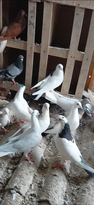 Птицы: Məhsul: Ev göyərçinləri gördüyünüz quşların hamsı bir dam quşdur 40dan — 3