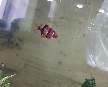 Quşlar: Tetra balığı, Sülhsevər — 2