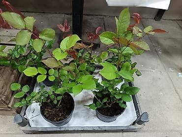 panel plastik: Məhsul: Qablarda dekorativ bəzək kolları və güllər - Qızılgül (Rosa) — 1