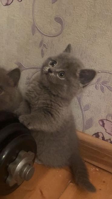 Британская