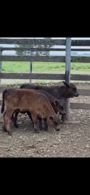 at və eşşəyin cütləşməsi: Məhsul: Qara və tünd qəhvəyi rəngli buzovlar (ətlik tip) Təsvir: - — 12