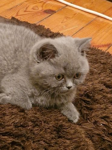 Akvariumlar: Britan — 5