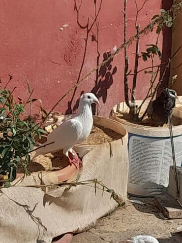 Göyərçinlər Təsvir: - Fotolarda müxtəlif rəng kombinasiyalı bəzəkli