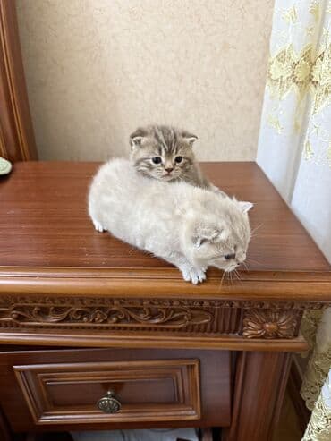 cütləşmə: Şinşilla, Dişi, Cütləşmə üçün — 6