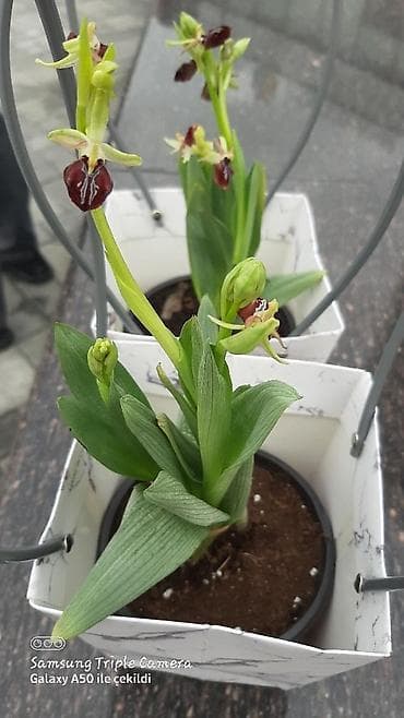 dekabrist gulu qulluq: Saksıda yetişdirilən nadir orkide – “Xaribulbul ” gülləridir - Bitki — 2