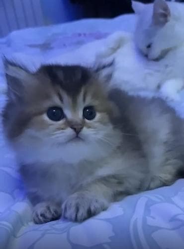 heyvanlarin satisi: Qızıl şinşilla, Erkək — 2