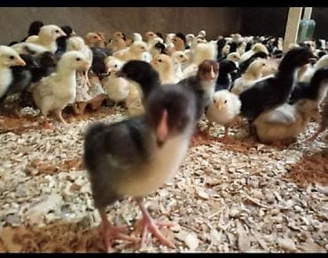 cüce adları: Toyuq cücələri, Ətlik — 4