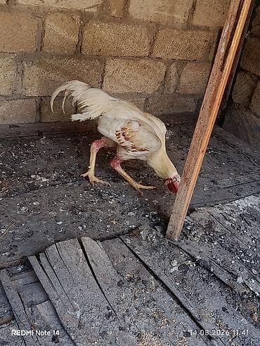 satdig quslar: Ağ rəngli xoruz 11 aylig xoruz du heç bir prablemi yoxdu vaksinləri — 5