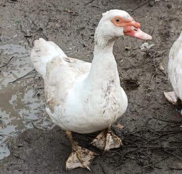Heyvanlar üçün mallar: Dişi, | Lal ördək, Ətlik, Ünvandan götürmə — 1