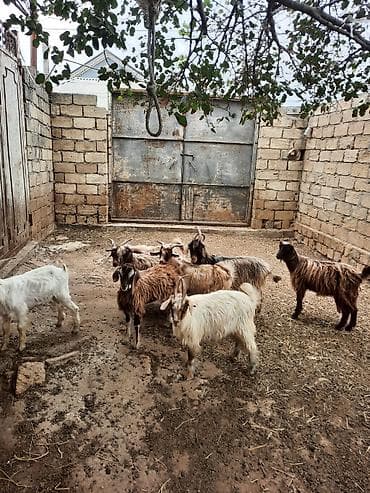 keçi: Cins: yerli uzun tüklü keçilər Məhsul: çoxsaylı keçi sürüsü — 4