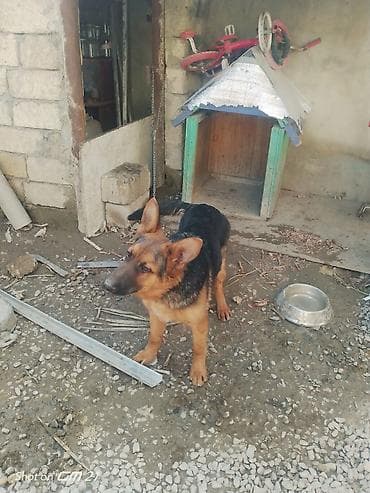 bala itler: Alman çoban iti — 1