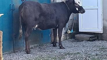 balalı inək: Birinci qarına düyə di təmiz qan smentaldı martın axırda doğacaq — 2