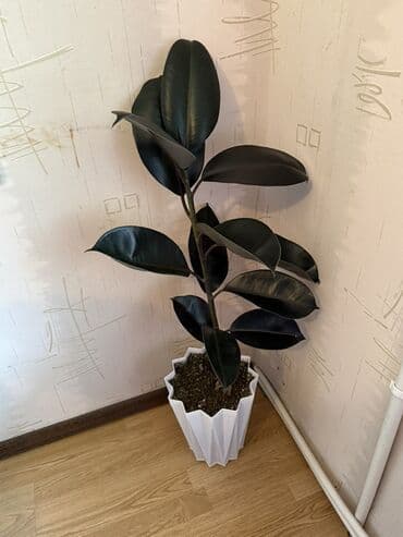 Buket güllər: Fikus elastika (rezin ağacı) – dekorativ otaq bitkisi - Növ: Ficus — 1