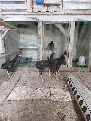 kənd cuceleri: Toyuq cücələri, Damazlıq — 9