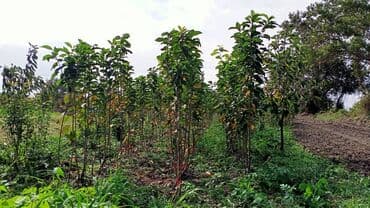 dekorativ dibçək gülləri: Gilas Tingleri Satılır. 1) Napalyon 2)Ağ xrustal Napalyon 3) Gövdə — 2