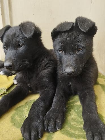 ev itlerinin satisi: Восточные Авчарки два месяца отроду — 10