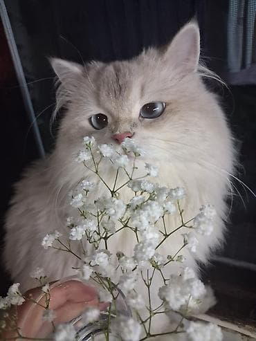 Qızıl şinşilla, Erkək, Cütləşmə üçün, Ünvandan götürmə