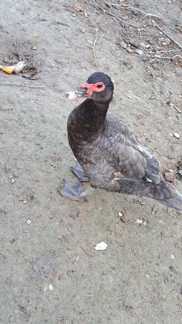 ördəklər: Dişi, | Macar, Ətlik, Pulsuz çatdırılma — 3