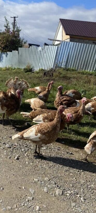 cins inekler azerbaycanda: Salam alekum bu hidusqa satandab 5 hidusqa zakaz etmisik pulu atmisiq — 3