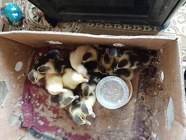 ördek: Sata bilər: ördək balaları - Növ: ev ördəyi balaları (sarı və qara — 2