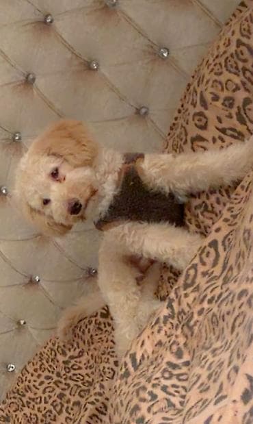 pitbull iti satilir: Pudel, 4 ay, Erkek, Ödənişli çatdırılma — 1