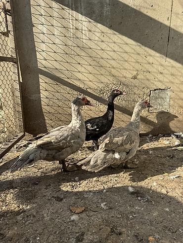 İtlər: Lal ördeyler 3 dene erkeydi biri qara zumrudu sortu ikisi lavanda — 4