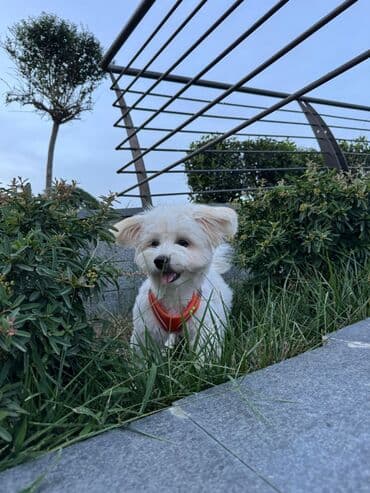 той ырлары попурри: Мальтийская болонка, 8 месяцев, Самец, С прививками, Платная доставка, Самовывоз, Доставка в районы — 1