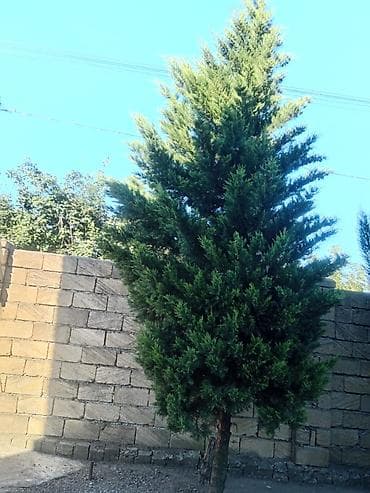 beryoza ağacı: Thuja (evergreen dekorativ ağac) - Növ: Thuja/ardıc tipli həmişəyaşıl — 9