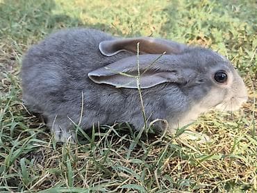 rizen dovşan: 🐇 12 ədəd sağlam balaca dovşan satılır! ✔️ Sağlam və aktivdir ✔️ Ev — 6