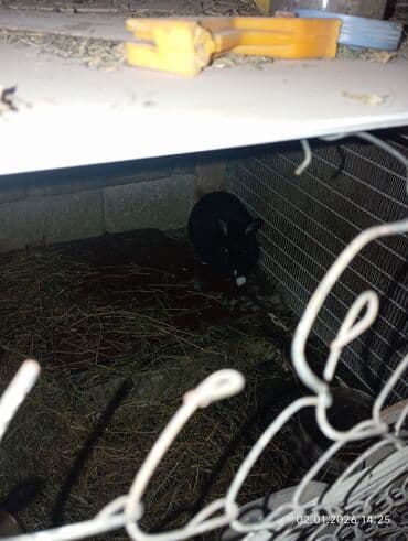 Qoyunlar, qoçlar: 10 eded böyük dovşanlar 8 ana 2 erkək analar hamisi boğazdi — 6