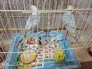 Rainbov rənglərində 2 ədəd tutuquşu balaları satılır tam yemə