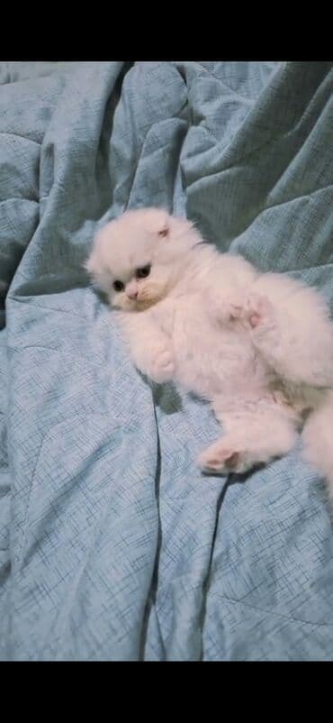 belçika çoban iti: Şinşilla, Dişi — 8