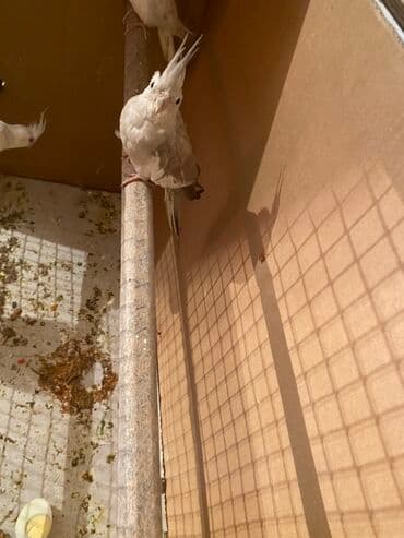 quş tasması: Məhsul: Nimfa tutuquşuları (Cockatiel) Təsvir: - Rəng: Açıq boz-krem — 1