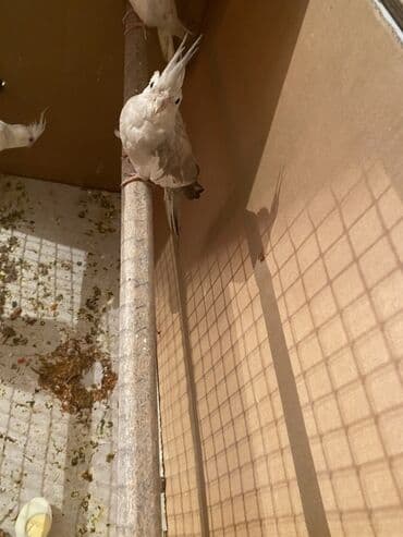 Nimfa (cockatiel) tutuquşuları – ağ-krem rəng çalarlarında, başda