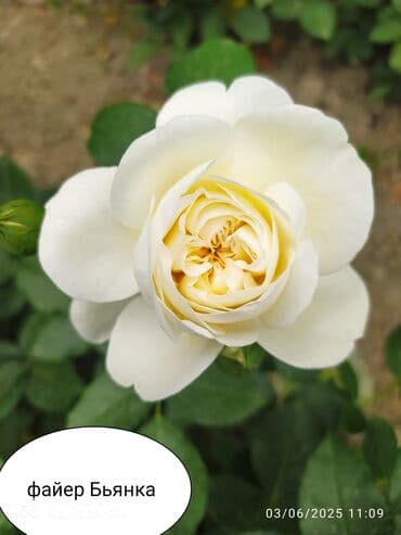 çiyələk şitili: Məhsul: Gül kolları – müxtəlif növ güllər Təsvir: - Seçmə dekorativ — 11