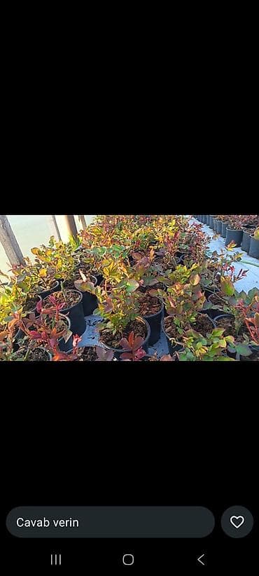 Buket güllər: Məhsul: dekorativ dibçək gülləri • Qırmızı sardunya (Pelargonium) – — 7