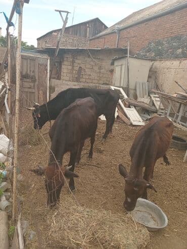 İtlər: Mal-qara satılır – gənc dana/buzaq sürüsü - Şəkillərdə bir neçə baş — 3