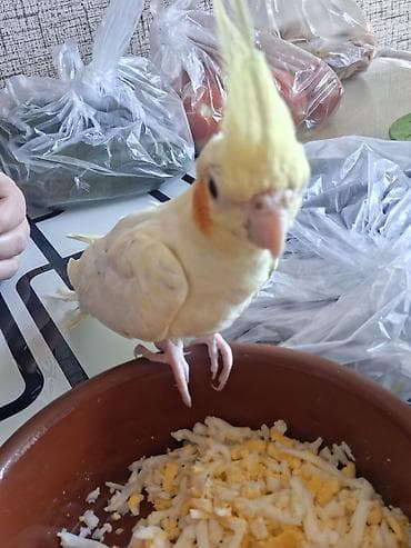 Птицы: 🦜 Gənc Karella tutuquşuları satılır Müxtəlif rənglərdə gənc karella — 1