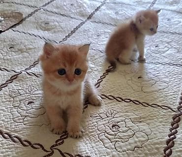 pișik: Şinşilla, Erkək, Dişi, Ünvandan götürmə, Ödənişli çatdırılma — 1