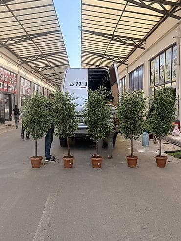 Искусственные цветы: Dekorativ süni ağaclar – interyer üçün Məhsul təsviri: - Realistik — 6