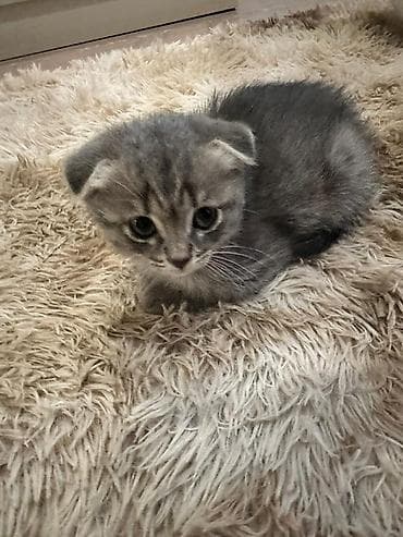 pişik yuva: Şotland yastı qulaq, Dişi — 3