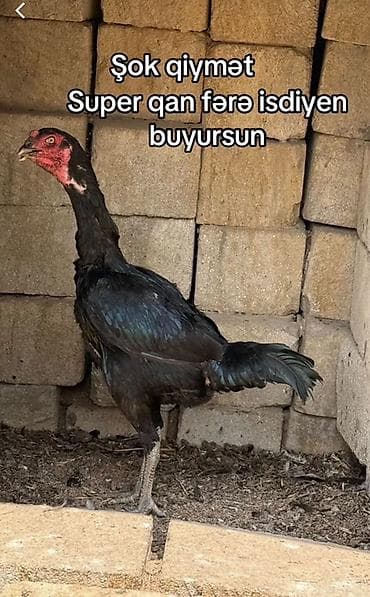 heyvan satisi tap az: Toyuq, Damazlıq, Ödənişli çatdırılma, Rayonlara çatdırılma — 1