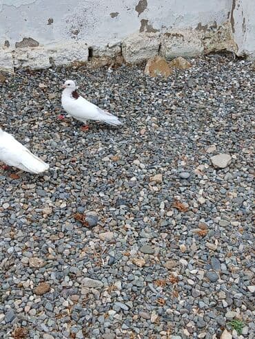 goyərcin yumurta: Boynu qırmızı erkəy satlır 30 azen - Rəng: əsasən qar bəyaz, boyun — 1