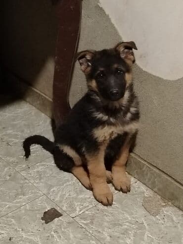 it heyvan: Alman çoban iti, 3 ay, Peyvəndli, Ünvandan götürmə — 3
